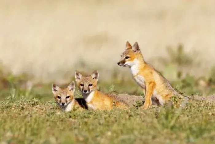 Framed Print : USA, North America, Colorado