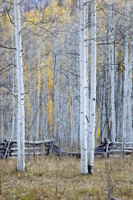 Framed Print : USA, North America, Colorado