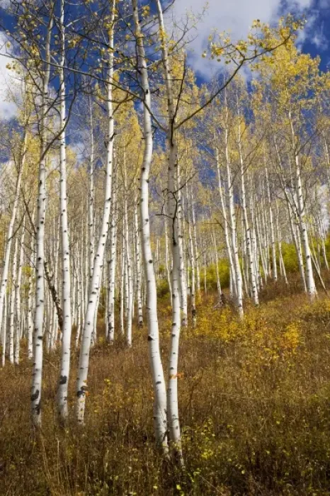 Framed Print : USA, North America, Colorado
