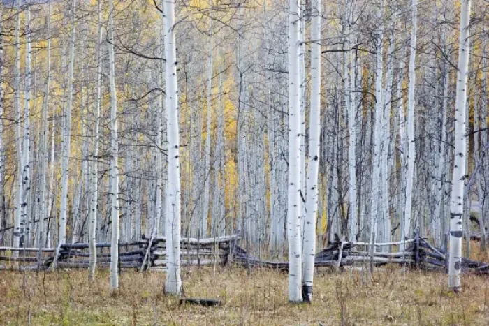 Framed Print : USA, North America, Colorado