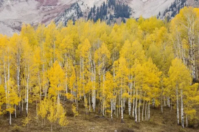 Framed Print : USA, North America, Colorado
