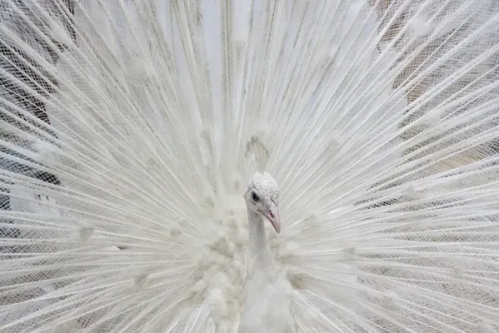 Framed Print : USA; North America; Fla; White peacock in breeding plumage Framed Print : USA; North America; Fla; White peacock in breeding plumage