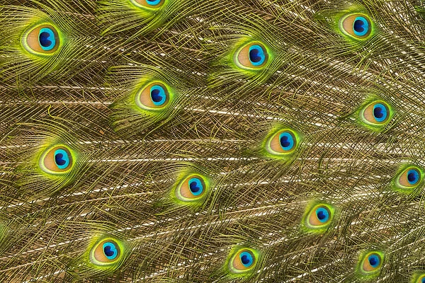 USA; North America; Florida; St. Augustine; Tail feathers of male peacock during