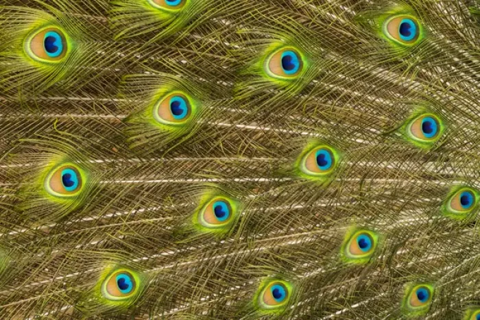 Framed Print : USA; North America; Florida; St. Augustine; Tail feathers of male peacock during Framed Print : USA; North America; Florida; St. Augustine; Tail feathers of male peacock during
