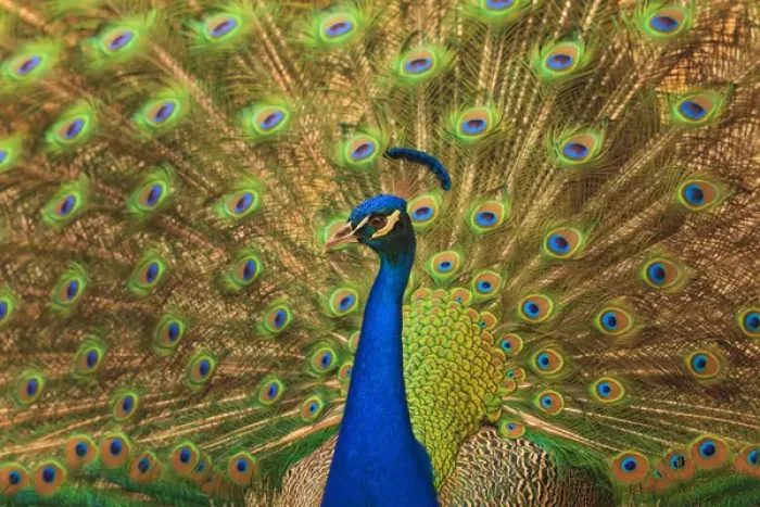 Framed Print : USA; North America; Florida; St. Augustine; Male peacosk strutting in breeding plumage