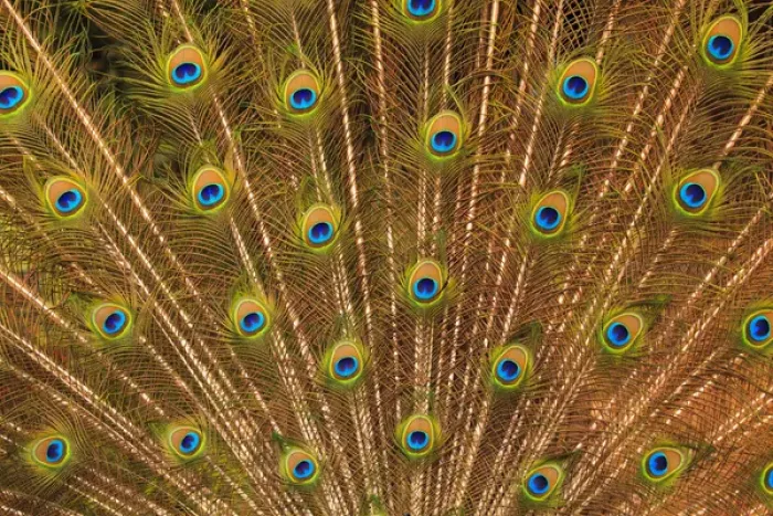 Framed Print : USA; North America; Florida; St. Augustine; Tail feathers of male peacock during