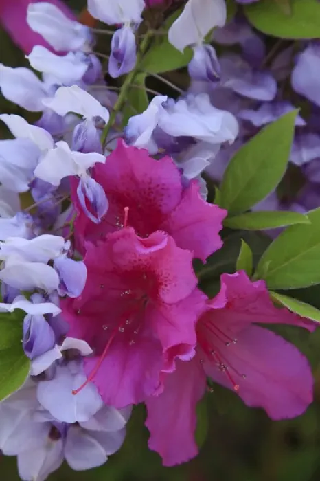 Framed Print : USA, North America, Georgia, Savannah. Azaleas and wisteria bloomimg in the spring Framed Print : USA, North America, Georgia, Savannah. Azaleas and wisteria bloomimg in the spring