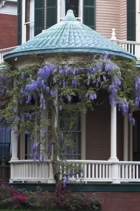 Framed Print : USA, North America, Georgia, Savannah. Wisteria blooming on a Victorian home Framed Print : USA, North America, Georgia, Savannah. Wisteria blooming on a Victorian home