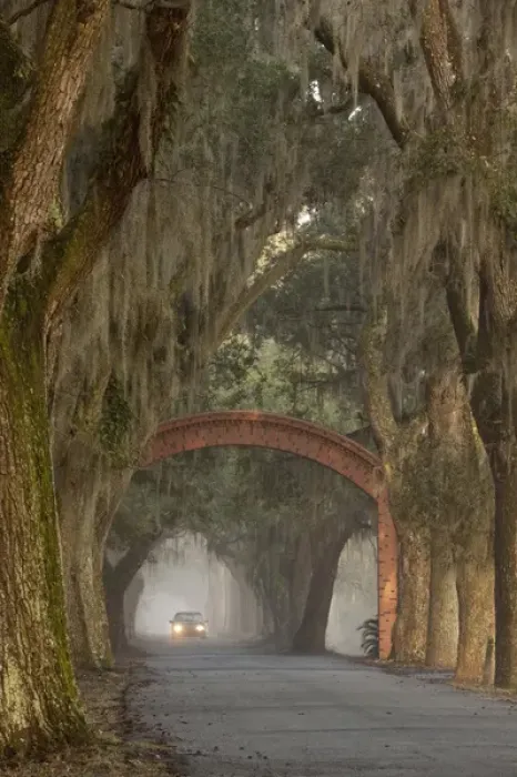 Framed Print : USA; North America; Georgia; Savannah. The entrance to Bethesda in early morning light