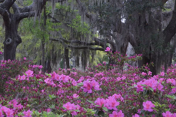 USA, North America, Georgia, Savannah. Azaleas blooming in Bonaventure Cemetery