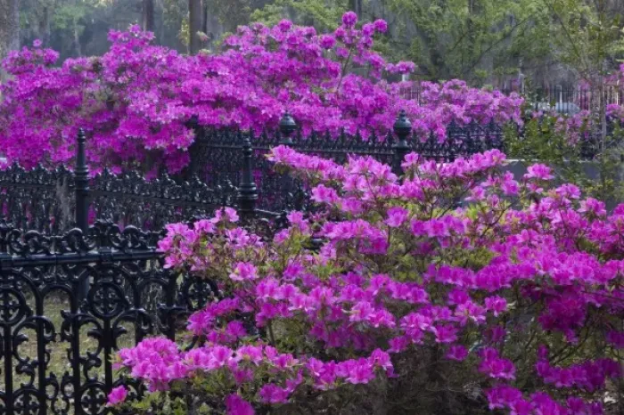 Framed Print : USA, North America, Georgia, Savannah. Azaleas blooming in Bonaventure Cemetery Framed Print : USA, North America, Georgia, Savannah. Azaleas blooming in Bonaventure Cemetery