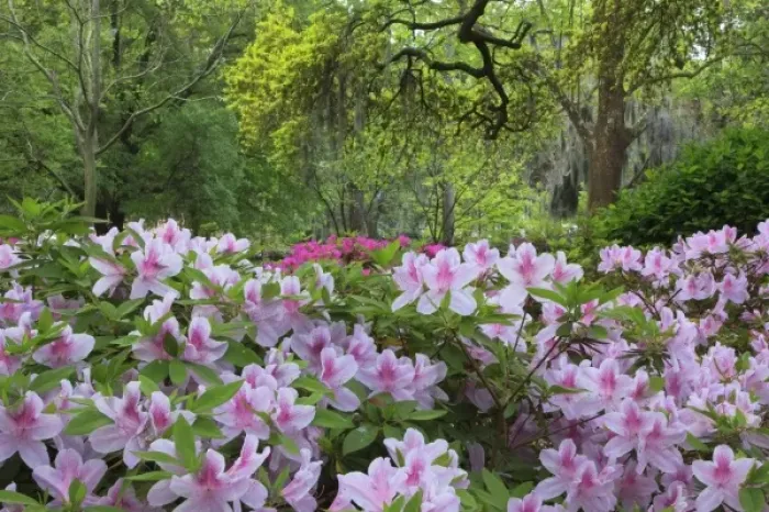 Framed Print : USA, North America, Georgia, Savannah. Azaleas bloomimg in the spring Framed Print : USA, North America, Georgia, Savannah. Azaleas bloomimg in the spring