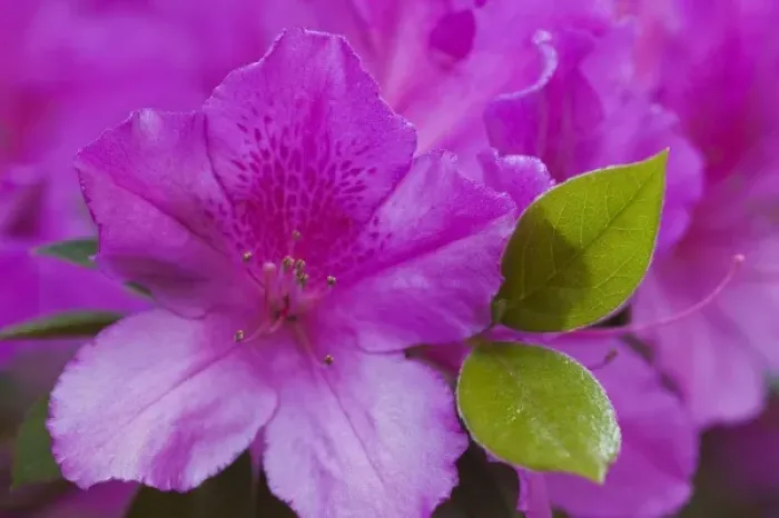 Framed Print : USA, North America, Georgia, Savannah. Azaleas bloomimg in the spring Framed Print : USA, North America, Georgia, Savannah. Azaleas bloomimg in the spring