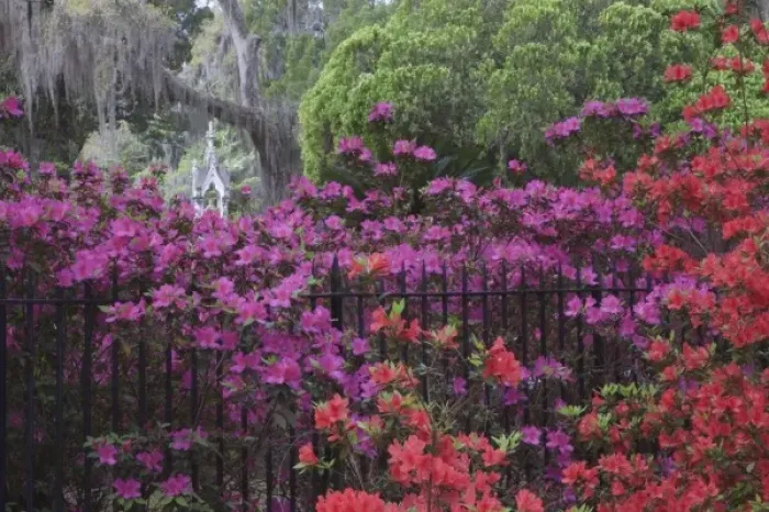 Framed Print : USA, North America, Georgia, Savannah. Azaleas blooming in Bonaventure Cemetery Framed Print : USA, North America, Georgia, Savannah. Azaleas blooming in Bonaventure Cemetery