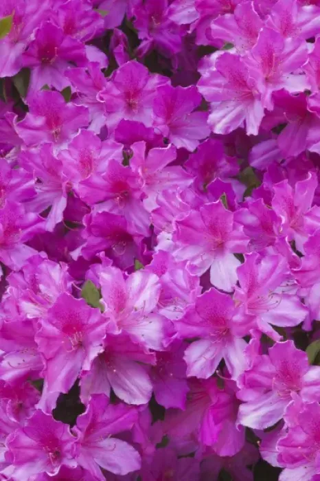 Framed Print : USA, North America, Georgia, Savannah. Azaleas bloomimg in the spring
