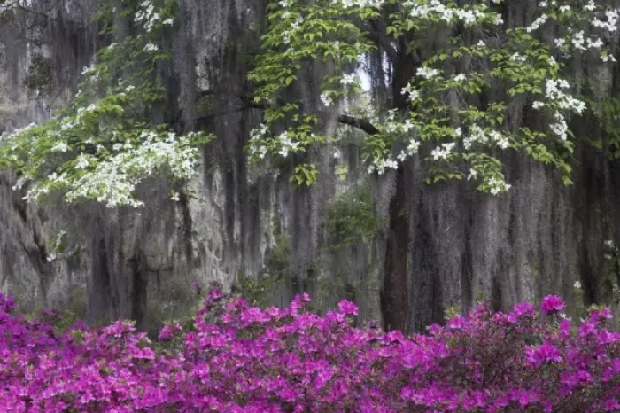 Framed Print : USA, North America, Georgia, Savannah. Azaleas and dogwood bloomimg in the spring Framed Print : USA, North America, Georgia, Savannah. Azaleas and dogwood bloomimg in the spring