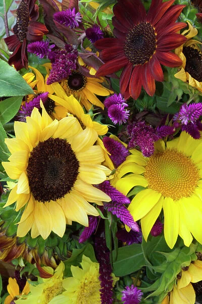 USA; North America; Georgia; Savannah; Bouquet of colorful sunflowers at market. (PR)