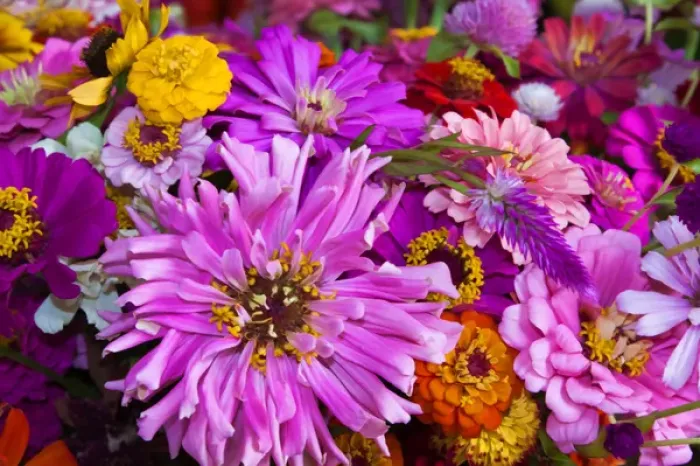 Framed Print : USA; North America; Georgia; Savannah; Bouquet of colorful flowers at market. (PR) Framed Print : USA; North America; Georgia; Savannah; Bouquet of colorful flowers at market. (PR)