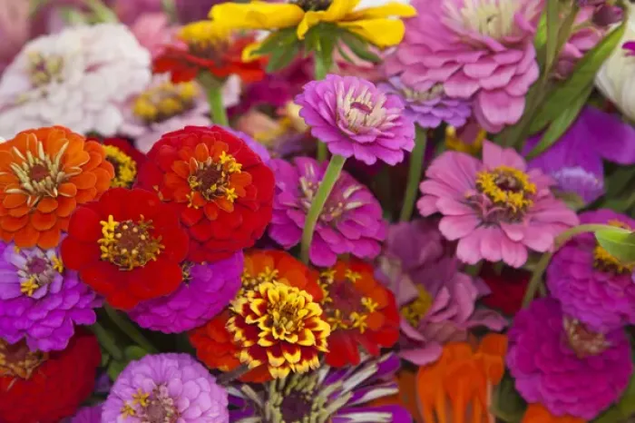 Framed Print : USA; North America; Georgia; Savannah; Bouquet of colorful flowers at market. (PR) Framed Print : USA; North America; Georgia; Savannah; Bouquet of colorful flowers at market. (PR)