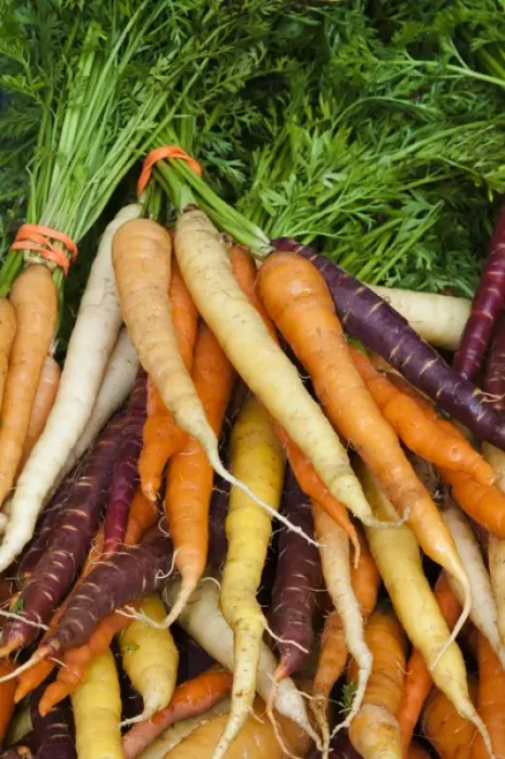 Framed Print : USA; North America; Georgia; Savannah; Fresh carrots at a Farmers Market