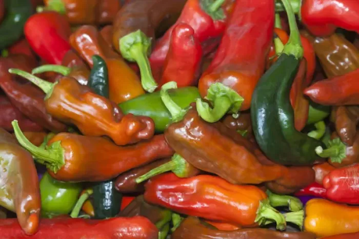 Framed Print : USA; North America; Georgia; Savannah; Fresh colorful peppers at a Farmers Market