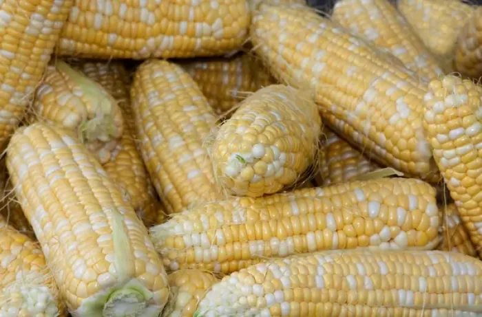 Framed Print : USA; North America; Georgia; Savannah; Fresh corn at a Farmers Market Framed Print : USA; North America; Georgia; Savannah; Fresh corn at a Farmers Market