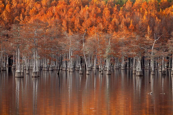 USA; North America; Georgia; Twin City; Cypress trees in the fall at sunset