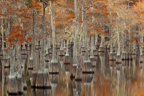 USA; North America; Georgia; Twin City; Cypress trees with moss in the fall