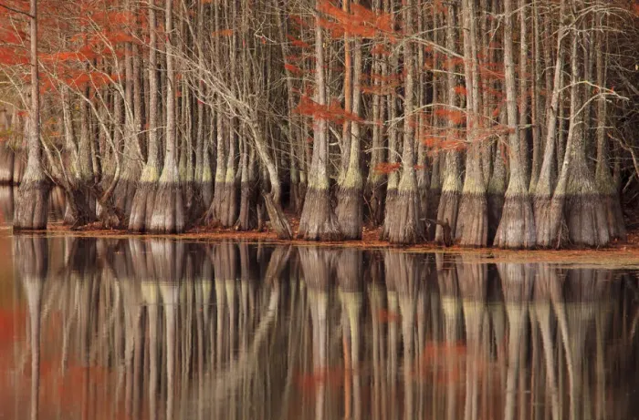 Framed Print : USA; North America; Georgia; Twin City; Cypress trees and reflections in the fall Framed Print : USA; North America; Georgia; Twin City; Cypress trees and reflections in the fall