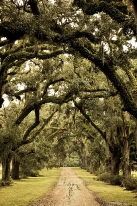 Framed Print : USA, North America, Louisiana Framed Print : USA, North America, Louisiana
