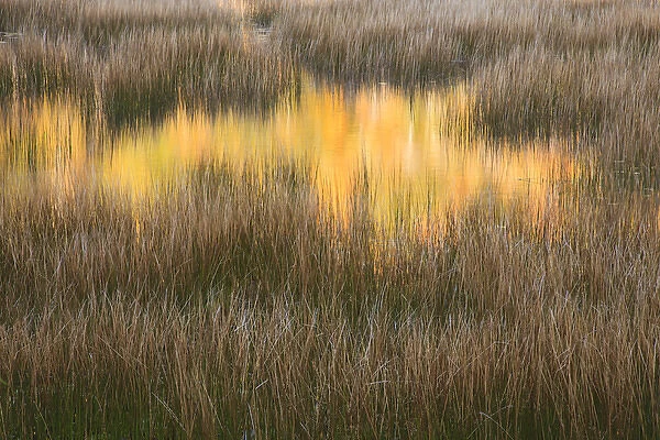 USA; North America, Maine; Acadia National Park; Fall reflections in the marsh