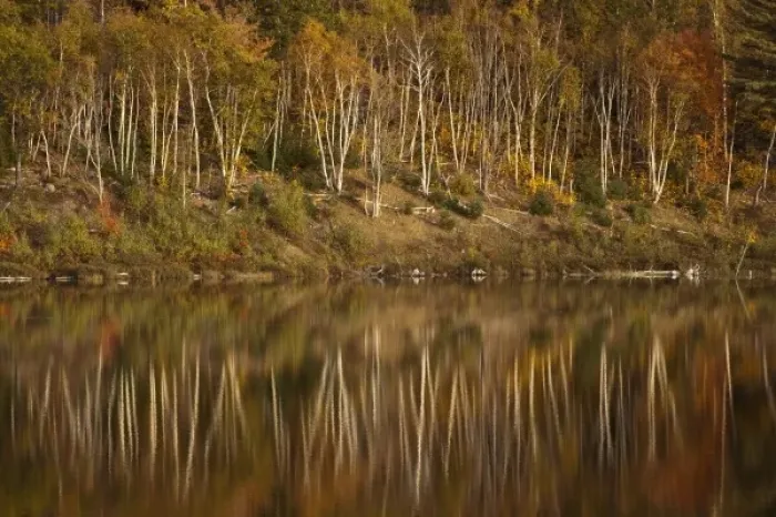 Framed Print : USA, North America, Maine, Acadia National Park. Reflections of fall foliage in a pond Framed Print : USA, North America, Maine, Acadia National Park. Reflections of fall foliage in a pond