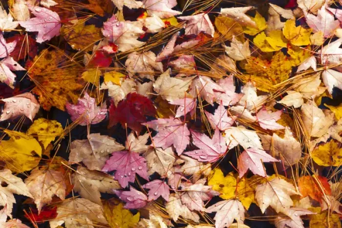 Framed Print : USA; North America, Maine; Acadia National Park; Fall leaves with water drops in Framed Print : USA; North America, Maine; Acadia National Park; Fall leaves with water drops in