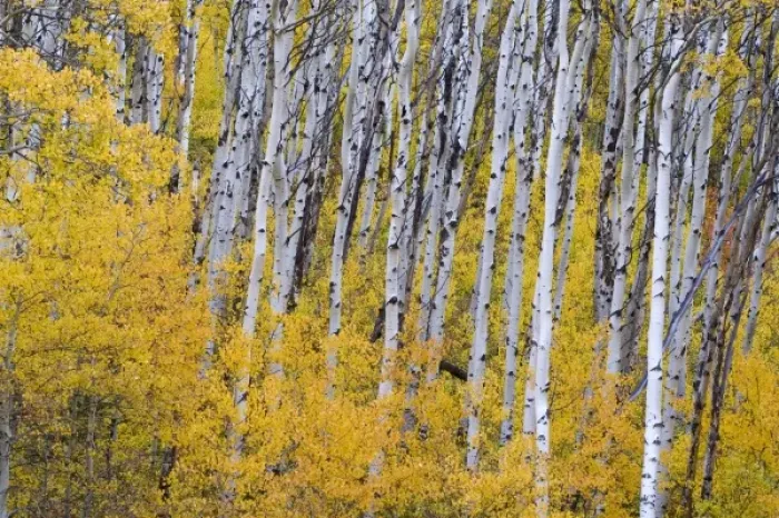 Framed Print : USA, North America, Montana