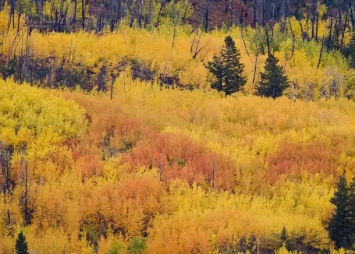 Framed Print : USA, North America, Montana