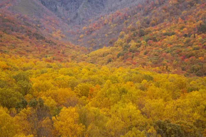 Framed Print : USA; North America, Smoky Mountains National Park; Fall foliage in the Smoky Mountains