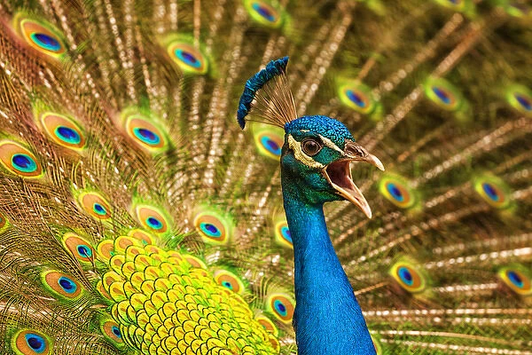 USA; North America; South Carolina Charleston; Vocal Peacock in breeding plumage