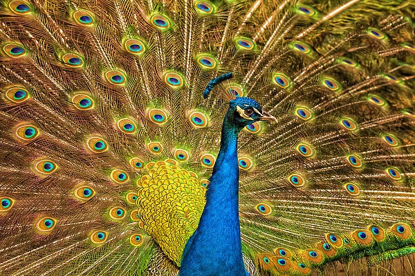 USA; North America; South Carolina; Charleston; Male peacock strutting in breeding