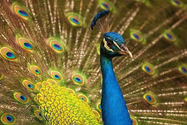 USA; North America; South Carolina; Charleston; Peacock feathers during breeding season