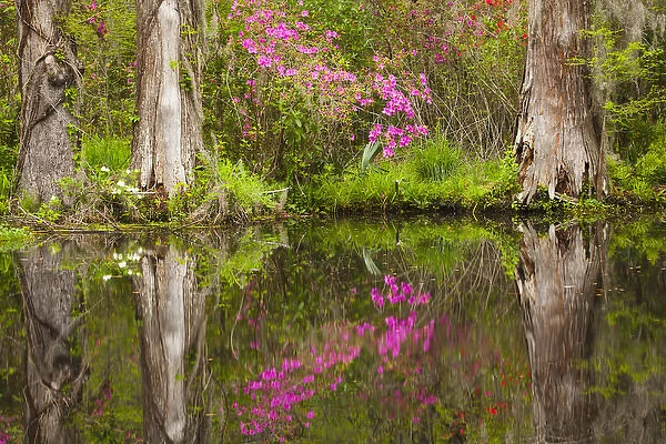 USA; North America; South Carolina Charleston; Azaleas bloomimg at Magnolia Gardens