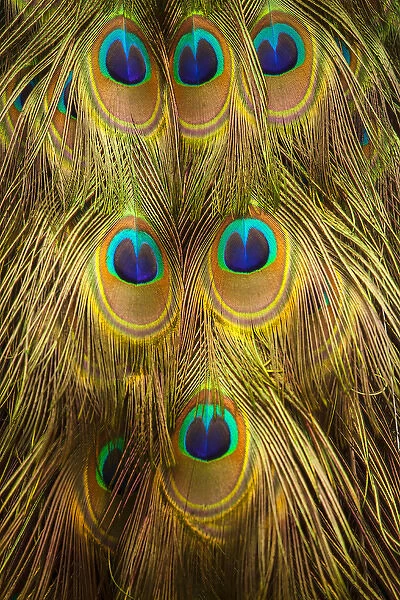 USA; North America; South Carolina; Charleston; Peacock feathers during breeding season