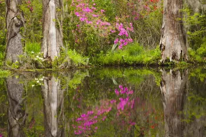 Framed Print : USA; North America; South Carolina Charleston; Azaleas bloomimg at Magnolia Gardens Framed Print : USA; North America; South Carolina Charleston; Azaleas bloomimg at Magnolia Gardens