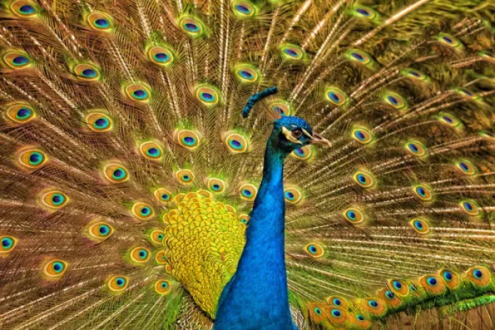 Framed Print : USA; North America; South Carolina; Charleston; Male peacock strutting in breeding