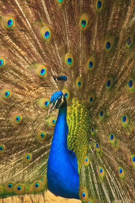 Framed Print : USA; North America; South Carolina; Charleston; Male peacock strutting in breeding