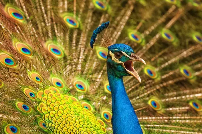 Framed Print : USA; North America; South Carolina Charleston; Vocal Peacock in breeding plumage Framed Print : USA; North America; South Carolina Charleston; Vocal Peacock in breeding plumage