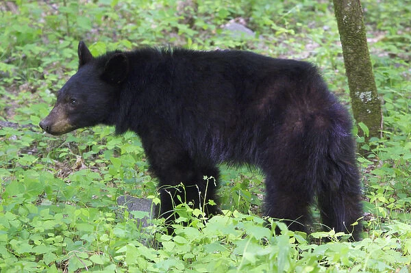 USA; North America; Tennesse; Young black bear in the spring in the Smokies