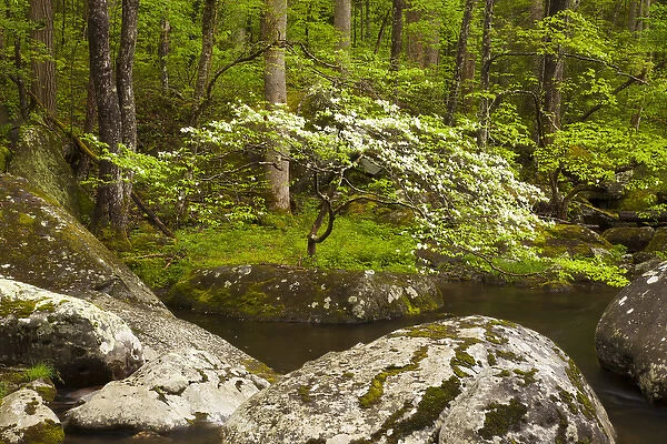 USA; North America; Tennessee; Great Smoky Mountain NP; Dogwood tree on the bank