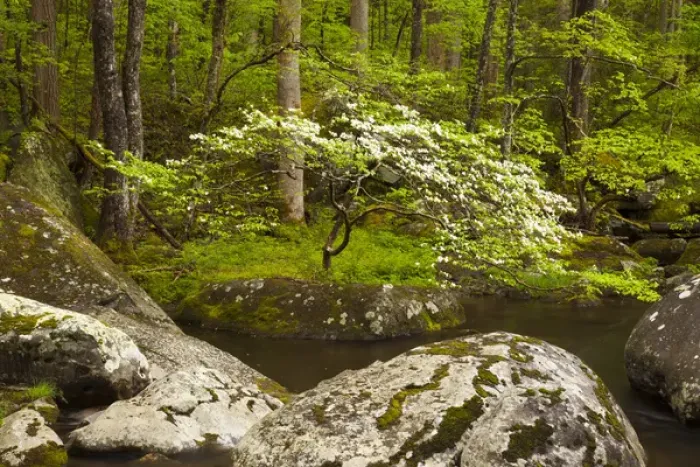 Framed Print : USA; North America; Tennessee; Great Smoky Mountain NP; Dogwood tree on the bank Framed Print : USA; North America; Tennessee; Great Smoky Mountain NP; Dogwood tree on the bank