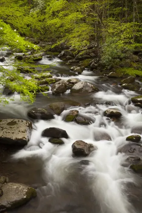 Framed Print : USA; North America; Tennessee; Great Smoky Mountain NP; Little River cascading over