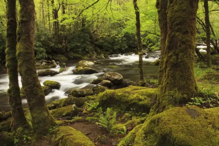Framed Print : USA; North America; Tennessee; Great Smoky Mountain NP; Moss covered trees and rocks